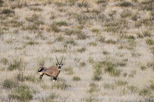 Gemsbok