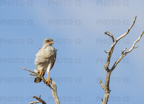 Pale-chanting Goshawk