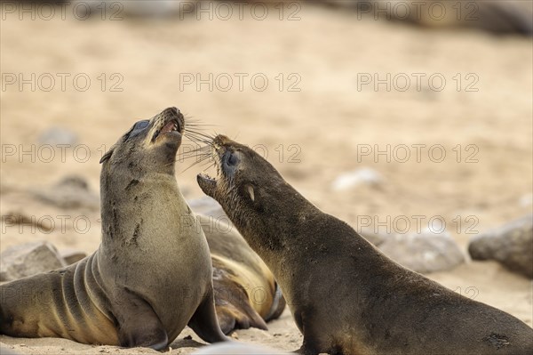 Cape Fur Seal