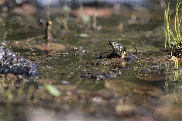 Grass snake