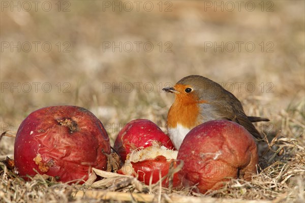 European robin