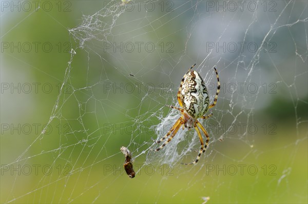 Oak leaf spider