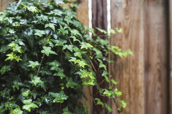 Close up wet green ivy leaves