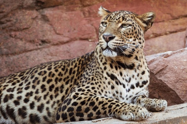 Leopard_3