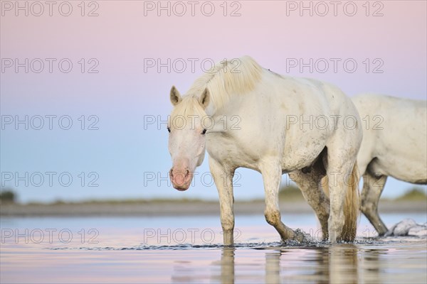 Camargue horse walking through the water at sunrise