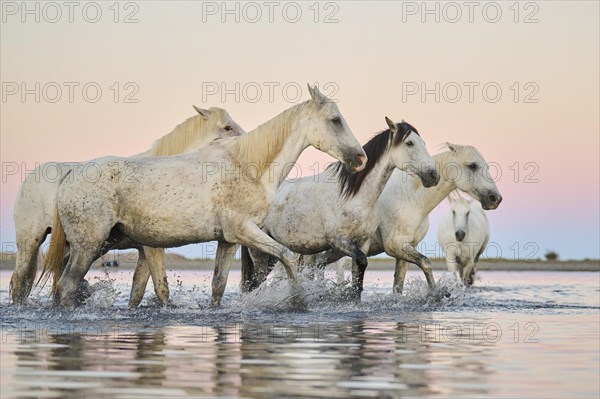 Camargue horses walking through the water at sunrise