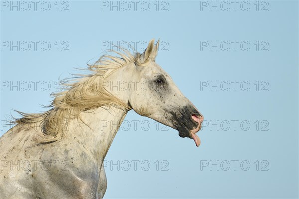 Camargue horse running on a beach in morning light