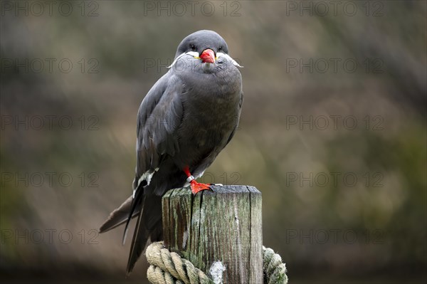 Inca Tern