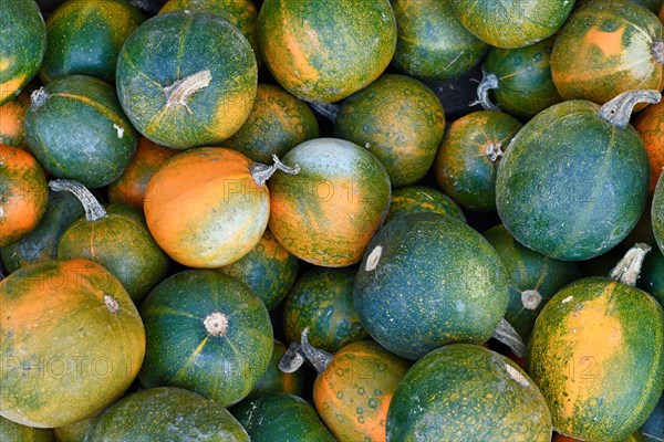 Round green and yellow Rondini Gem squash on pile