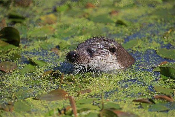 European otter