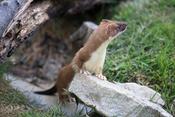 Ermine