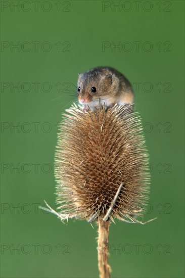 Eurasian harvest mouse