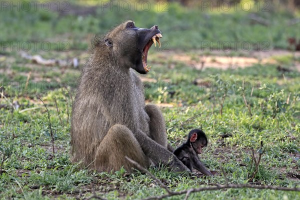 Bear baboon