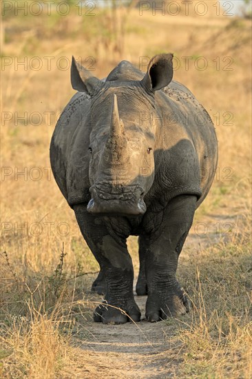 White rhinoceros