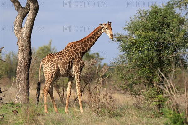 Southern giraffe