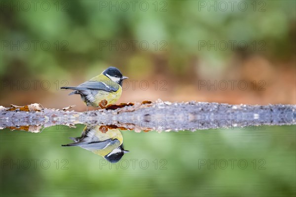 Great tit