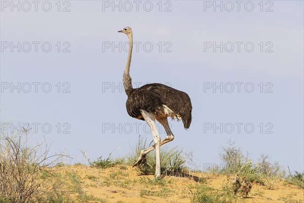 Ostrich