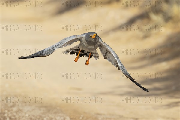 Pale-chanting Goshawk