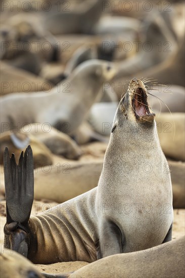 Cape Fur Seal