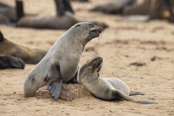 Cape Fur Seal