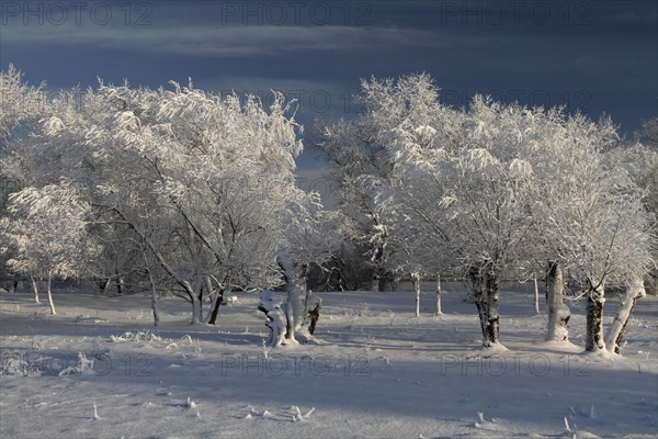 Trees with hoarfrost