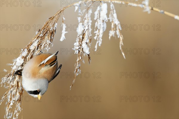 Bearded reedling