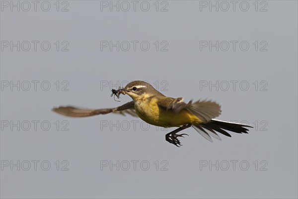 Blue-headed wagtail