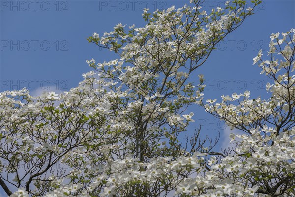 Flowering dogwood