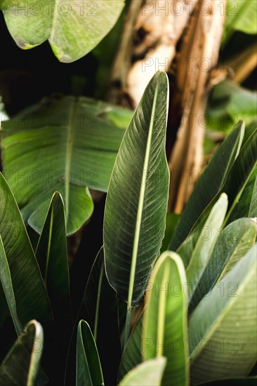 Group tropical green leaves