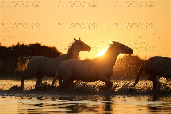 Camargue horses running through the water at sunrise