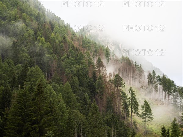 Morning fog drifts over a mountain ridge