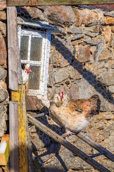 Free range hens in a henhouse in the countryside