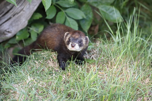 European polecat