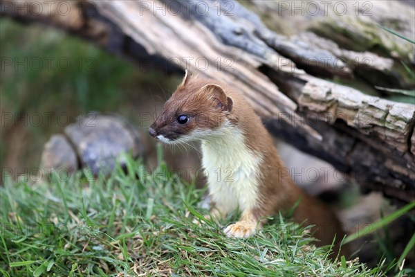 Ermine