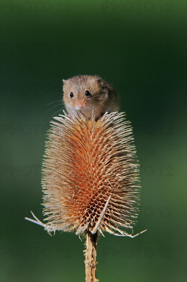 Eurasian harvest mouse