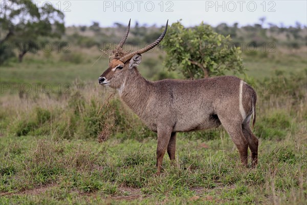 Ellipsen waterbuck