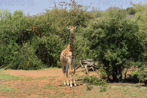 Southern giraffe