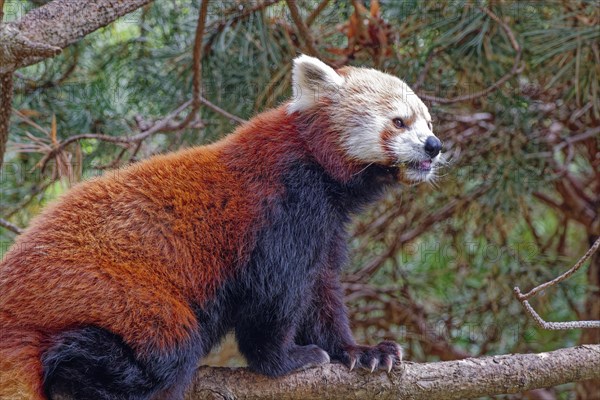 Red panda