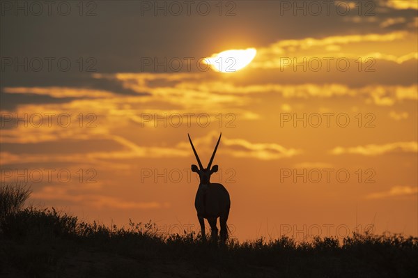 Gemsbok