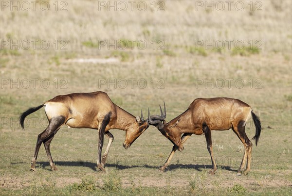 Red Hartebeest