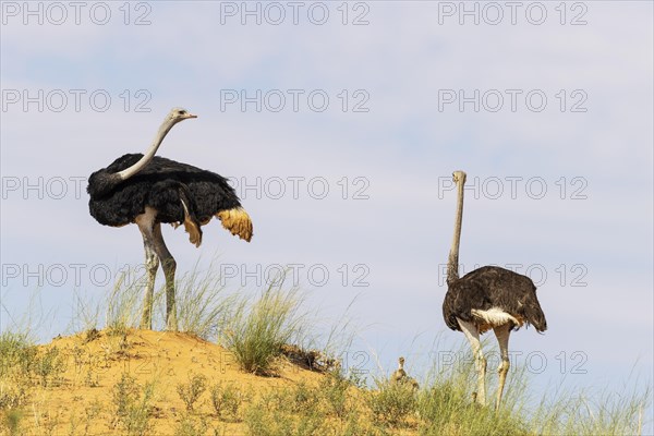 Ostrich