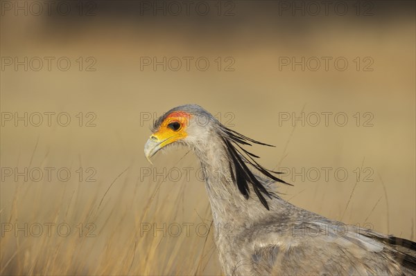 Secretary Bird