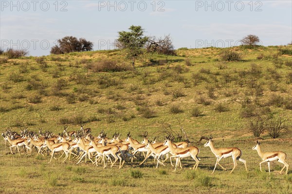 Springbok