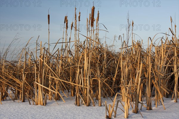 Cattail