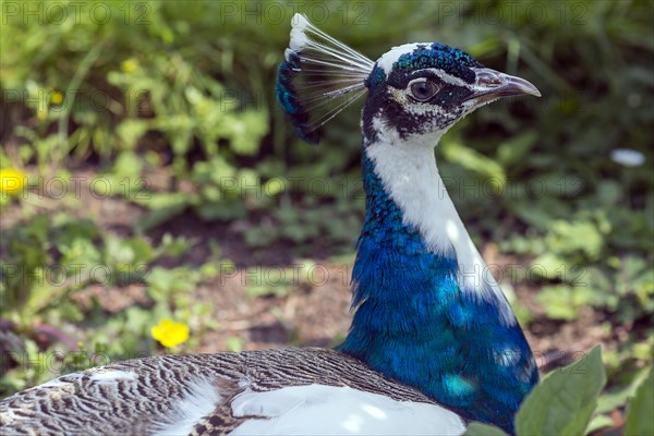 Portrait of the blue peacock