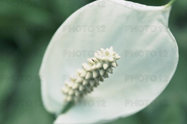 White peace lily flower