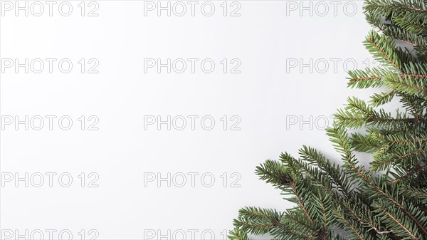 Coniferous twigs light board