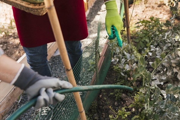 Male gardener guiding her friend water plant with hose