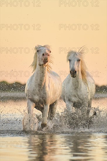 Camargue horses running through the water at sunrise