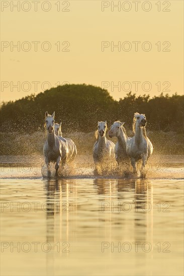 Camargue horses running through the water at sunrise